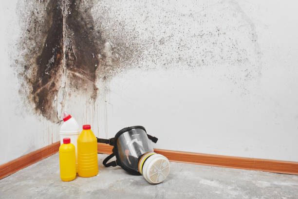 Best Mold Testing  in Jackson, CA