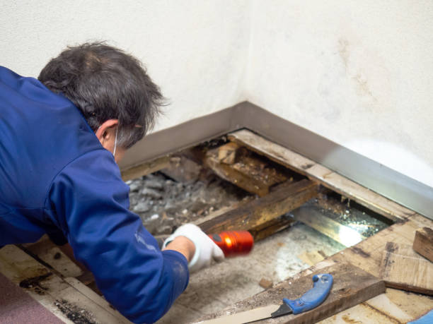 Best Same-Day Mold Removal  in Jackson, CA