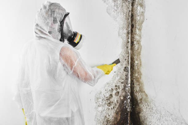 Best Mold Testing  in Jackson, CA