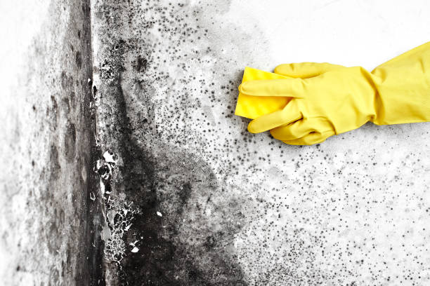 Best Black Mold Removal  in Jackson, CA
