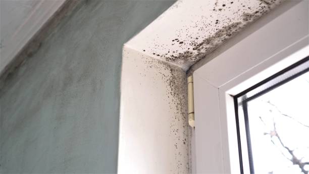Best Commercial Mold Removal  in Jackson, CA