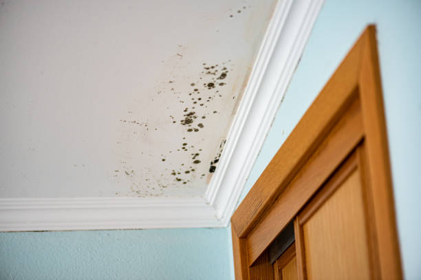 Best Mold Remediation  in Jackson, CA