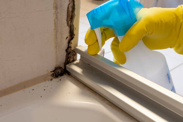 Best Certified Mold Removal  in Jackson, CA