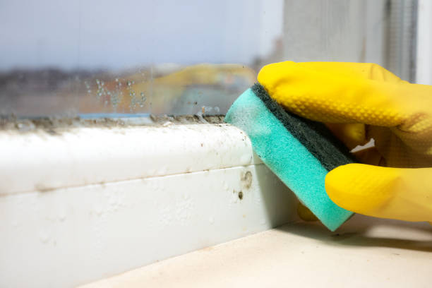 Best Emergency Mold Removal  in Jackson, CA