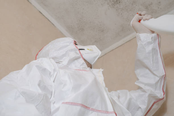 Home Mold Removal in Jackson, CA