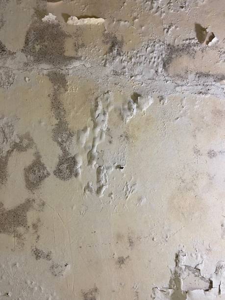 Best Office Mold Removal Services  in Jackson, CA