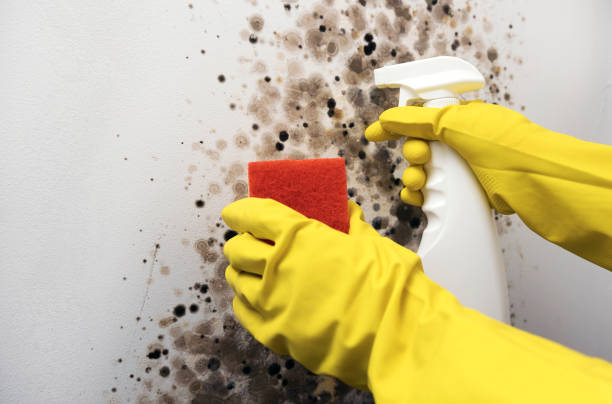 Best Mold Removal Company Near Me  in Jackson, CA