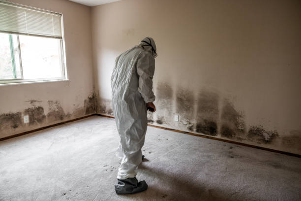 Best Fast Mold Removal  in Jackson, CA