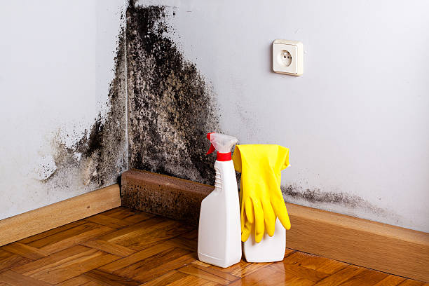 Mold Removal Process in Jackson, CA