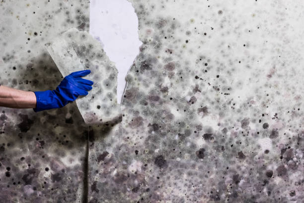 Best Mold Damage Repair  in Jackson, CA