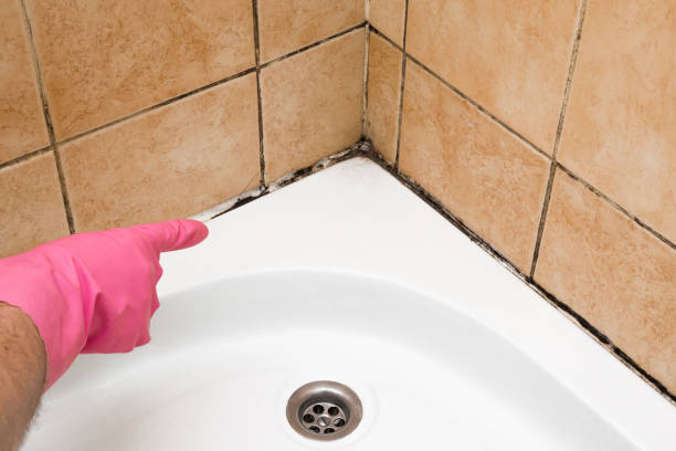 Best Toxic Mold Removal  in Jackson, CA